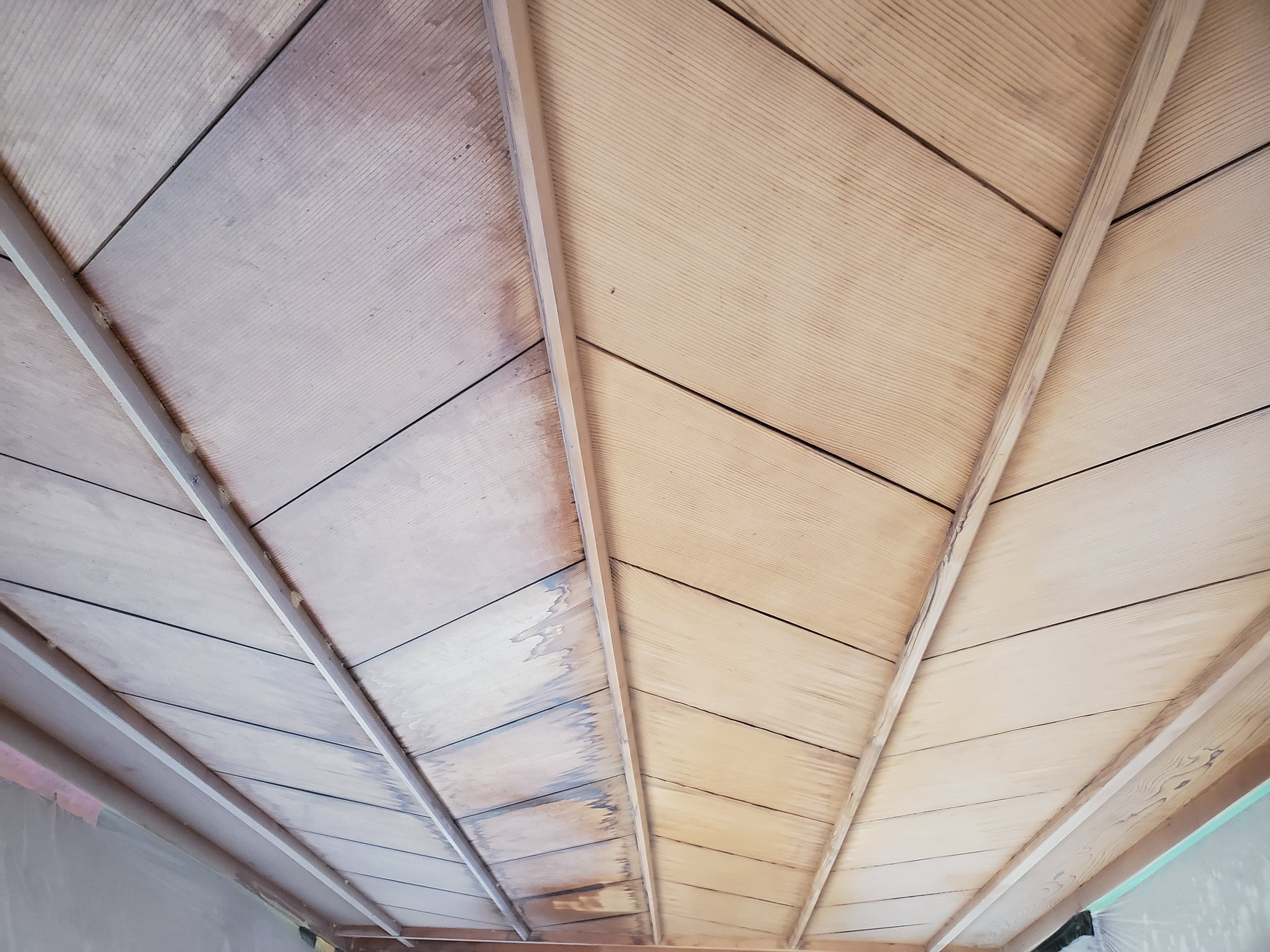 12/5�@�E�b�h�f�U�C����2019�@����܎��